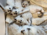 À réserver, 6 chatons Ragdolls femelles (LOOF)