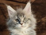 Réservation pour 3 chatons Maine Coons LOOF