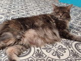 Réservation pour 3 chatons Maine Coons LOOF