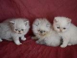 À réserver, chatons Persans (LOOF)