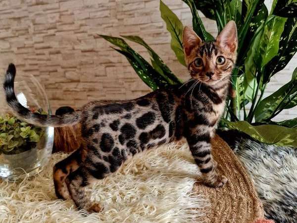 Un chaton mâle Bengal LOOF à vendre