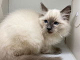 Vente d&rsquo;un chaton m&acirc;le Ragdoll LOOF