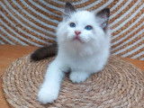 3 chatons Ragdolls mâles disponibles tout de suite