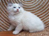 3 chatons Ragdolls mâles disponibles tout de suite