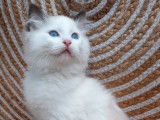 3 chatons Ragdolls mâles disponibles tout de suite