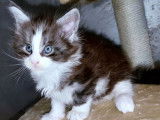 4 chatons Maine Coons LOOF à réserver