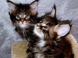 4 chatons Maine Coons LOOF à réserver