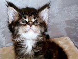 4 chatons Maine Coons LOOF à réserver