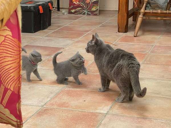 5 chatons Chartreux bleus LOOF disponibles à l’achat