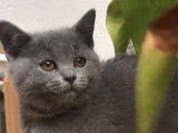5 chatons Chartreux bleus LOOF disponibles à l’achat