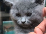 5 chatons Chartreux bleus LOOF disponibles à l’achat