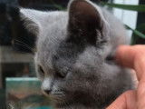 5 chatons Chartreux bleus LOOF disponibles à l’achat
