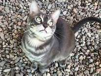Une chatte Bengal LOOF de 2 ans et demi au pelage bleu marble à acheter
