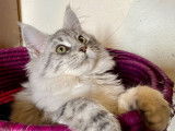 À vendre, une chatonne Maine Coon noir argenté LOOF
