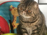 Disponible à la vente : une chatte Exotic Shorthair LOOF de 3 ans de couleur marron tacheté