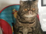 Disponible à la vente : une chatte Exotic Shorthair LOOF de 3 ans de couleur marron tacheté