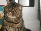 Disponible à la vente : une chatte Exotic Shorthair LOOF de 3 ans de couleur marron tacheté