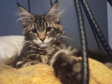 3 chatons Maine Coons LOOF disponibles &agrave; l&rsquo;achat