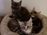 3 chatons Maine Coons LOOF disponibles &agrave; l&rsquo;achat