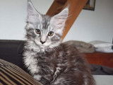 3 chatons Maine Coons LOOF disponibles &agrave; l&rsquo;achat