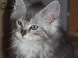 À réserver : 3 chatons Maine Coons LOOF