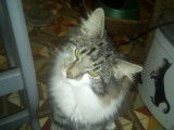 Chatons Norvégien à vendre (1 Femelle & 2 Mâles)