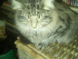 Chatons Norvégien à vendre (1 Femelle & 2 Mâles)