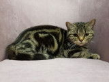 À vendre : une femelle British Shorthair LOOF