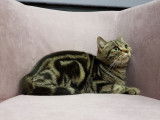 À vendre : une femelle British Shorthair LOOF