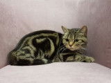À vendre : une femelle British Shorthair LOOF