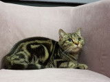 À vendre : une femelle British Shorthair LOOF