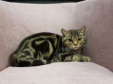 À vendre : une femelle British Shorthair LOOF