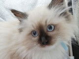 4 chatons Ragdolls femelles LOOF, à réserver