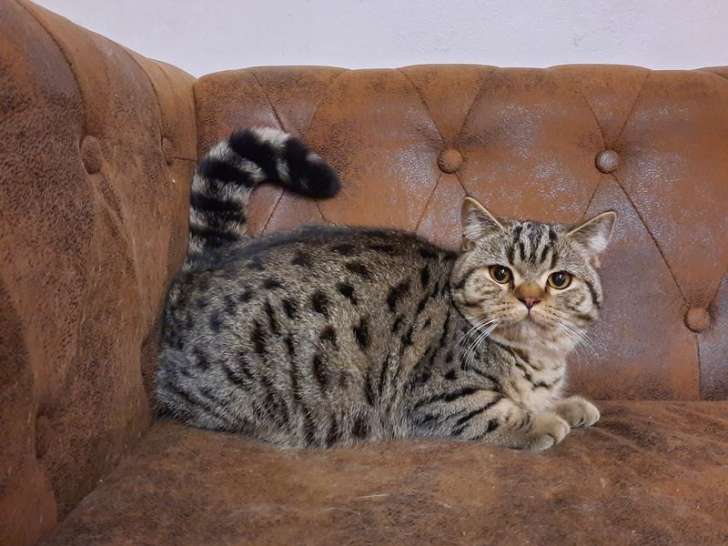 Un chaton mâle British Shorthair LOOF à vendre