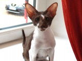 Vente d’un chaton Oriental Shorthair mâle LOOF