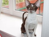 Vente d’un chaton Oriental Shorthair mâle LOOF