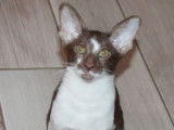 Vente d’un chaton Oriental Shorthair mâle LOOF