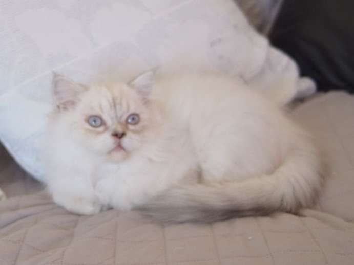 Un chaton mâle Persan LOOF à vendre