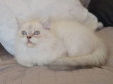 Un chaton mâle Persan LOOF à vendre