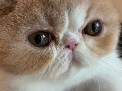 À vendre : un chaton Persan mâle couleur crème LOOF
