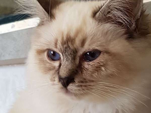 Un chat Sacré de Birmanie LOOF de 6 ans seal point disponible à la vente