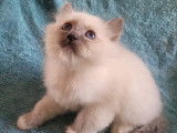 Une chatonne Sacr&eacute; de Birmanie LOOF blue point disponible