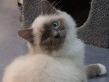 Une chatonne Sacr&eacute; de Birmanie LOOF blue point disponible