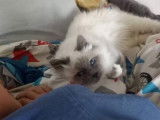 Une chatonne Sacr&eacute; de Birmanie LOOF blue point disponible