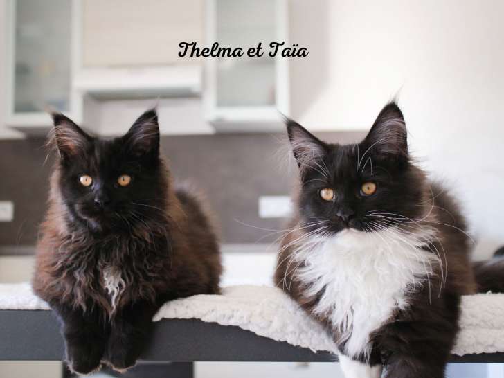 Thelma et Taïa 4 mois