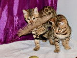 Un chaton Bengal au pelage brown spotted tabby disponible LOOF