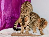 Un chaton Bengal au pelage brown spotted tabby disponible LOOF