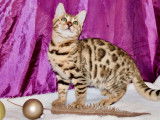 Un chaton Bengal au pelage brown spotted tabby disponible LOOF