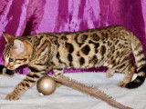 Un chaton Bengal au pelage brown spotted tabby disponible LOOF