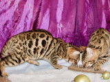 Un chaton Bengal au pelage brown spotted tabby disponible LOOF